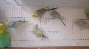 Rainbow Lovebirds