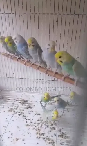 Rainbow Lovebirds