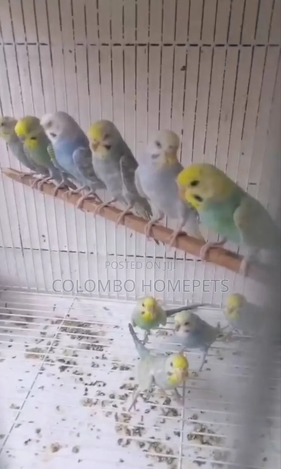 Rainbow Lovebirds