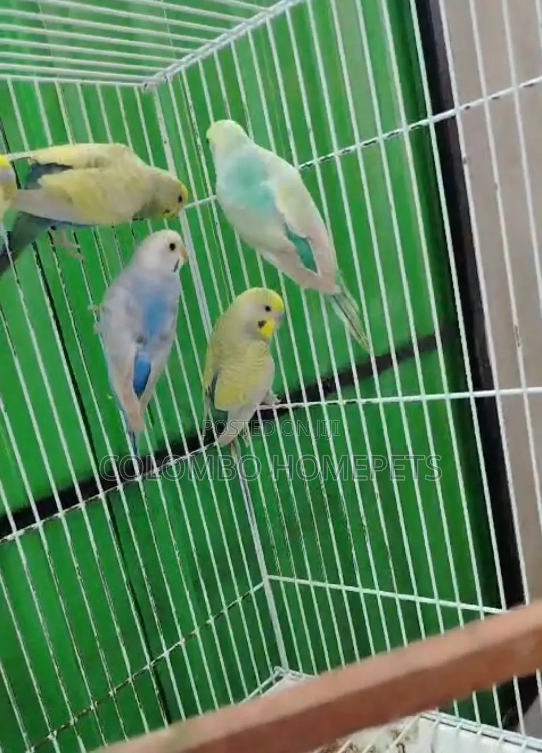 Rainbow Lovebirds
