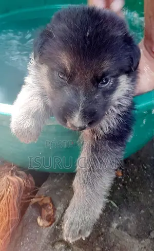 0-1 month Female Purebred German Shepherd
