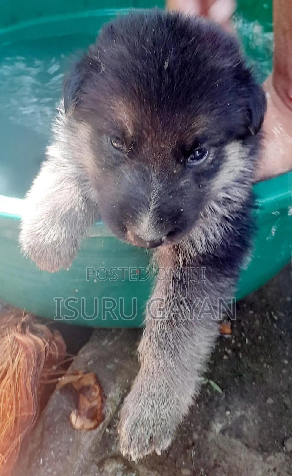 0-1 month Female Purebred German Shepherd