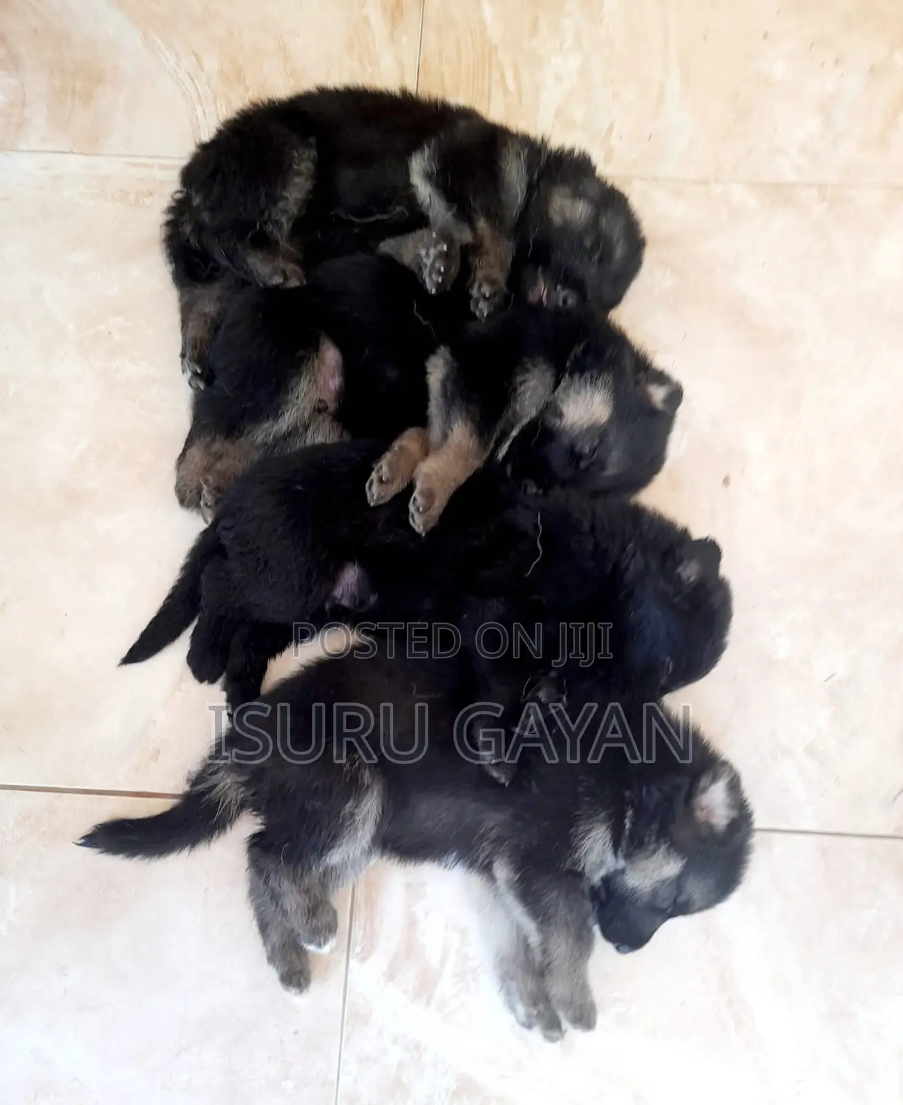 0-1 month Female Purebred German Shepherd