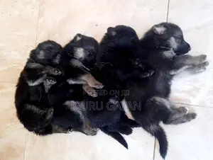 0-1 month Female Purebred German Shepherd