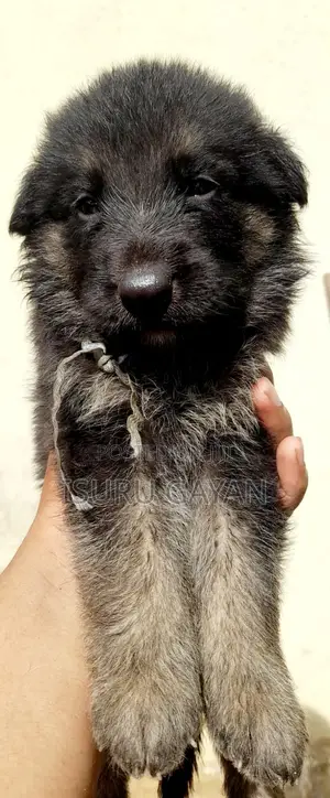 0-1 month Female Purebred German Shepherd