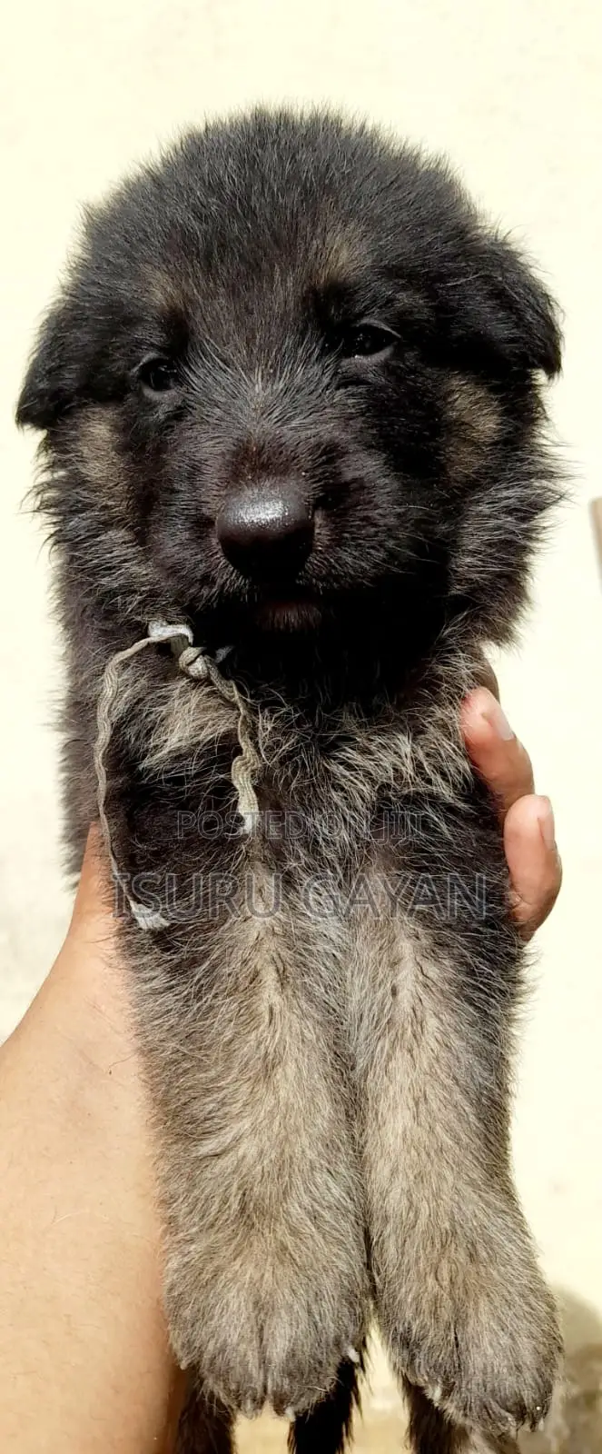 0-1 month Female Purebred German Shepherd