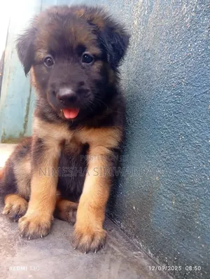 0-1 month Male Purebred German Shepherd