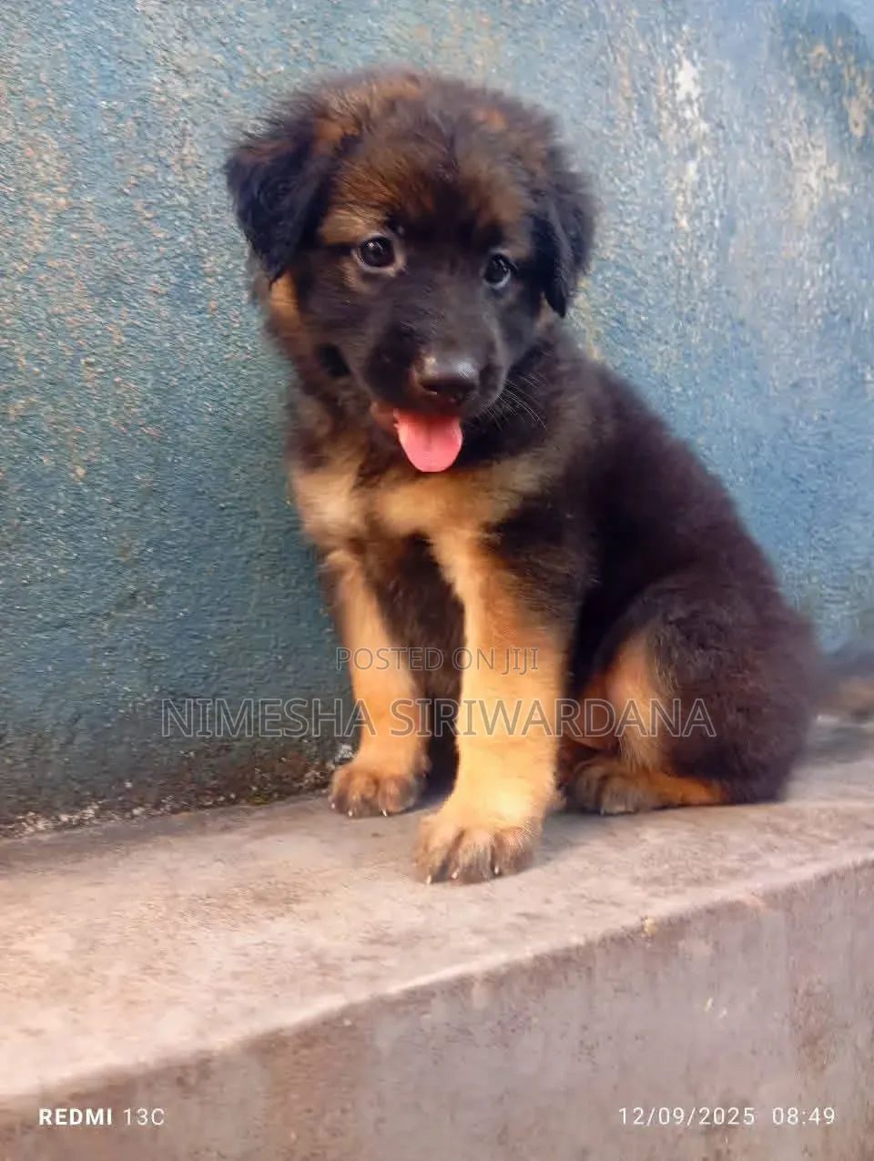 0-1 month Male Purebred German Shepherd