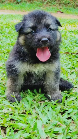 0-1 month Male Purebred German Shepherd
