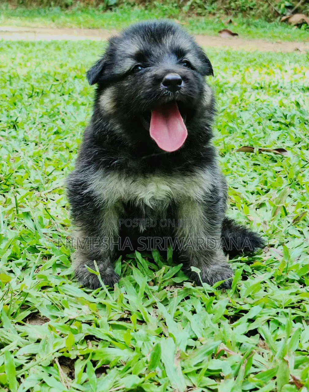 0-1 month Male Purebred German Shepherd