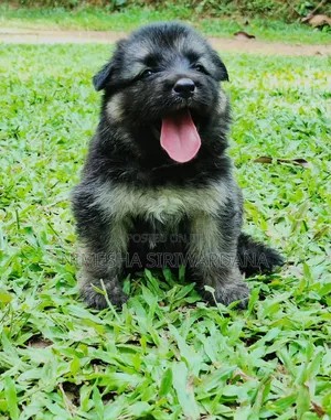 0-1 month Male Purebred German Shepherd