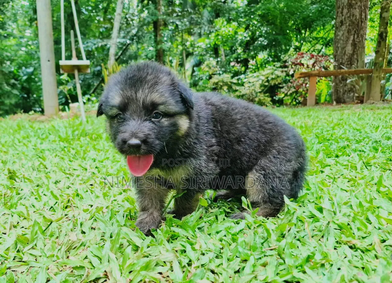 0-1 month Male Purebred German Shepherd