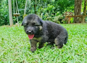 0-1 month Male Purebred German Shepherd