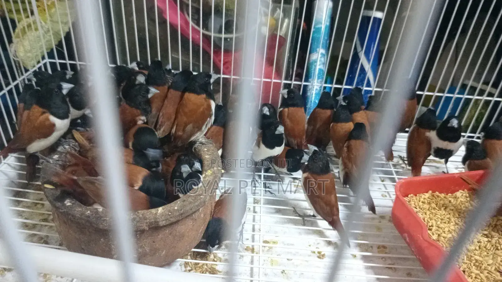 Black Head Finches