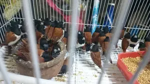 Black Head Finches