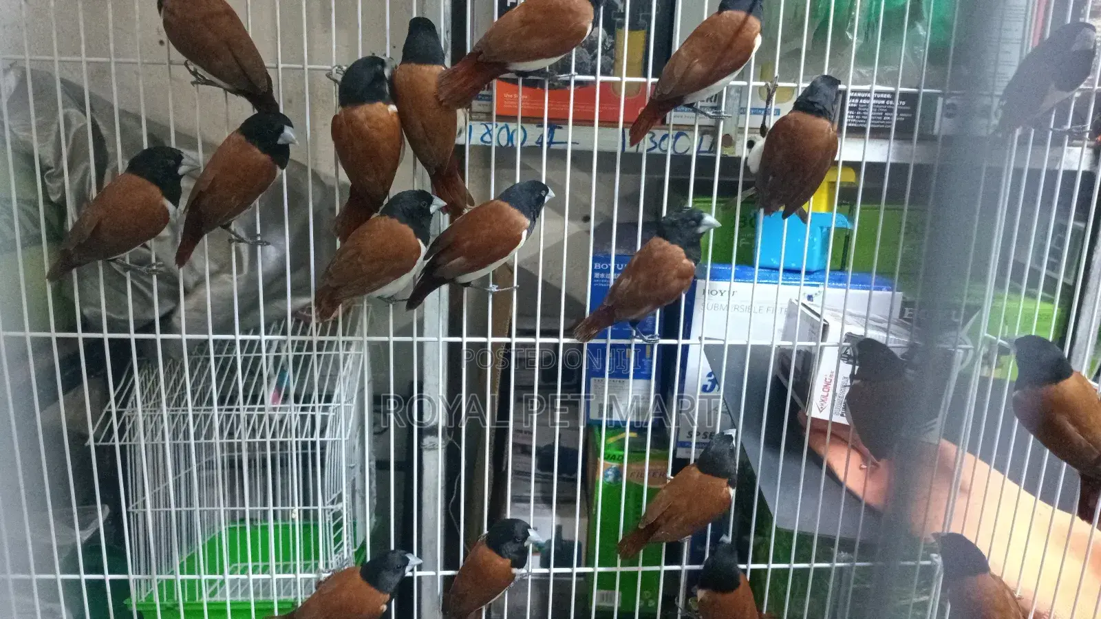 Black Head Finches