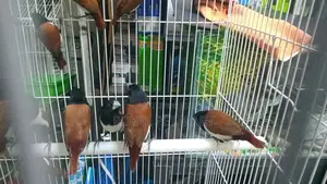 Black Head Finches