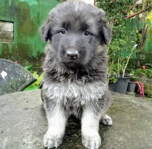 0-1 month Male Purebred German Shepherd