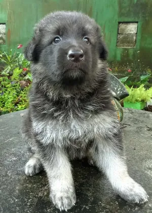 0-1 month Male Purebred German Shepherd