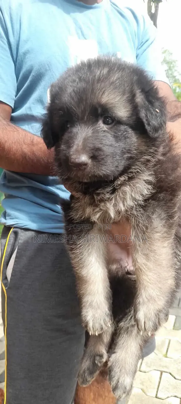 0-1 month Male Purebred German Shepherd