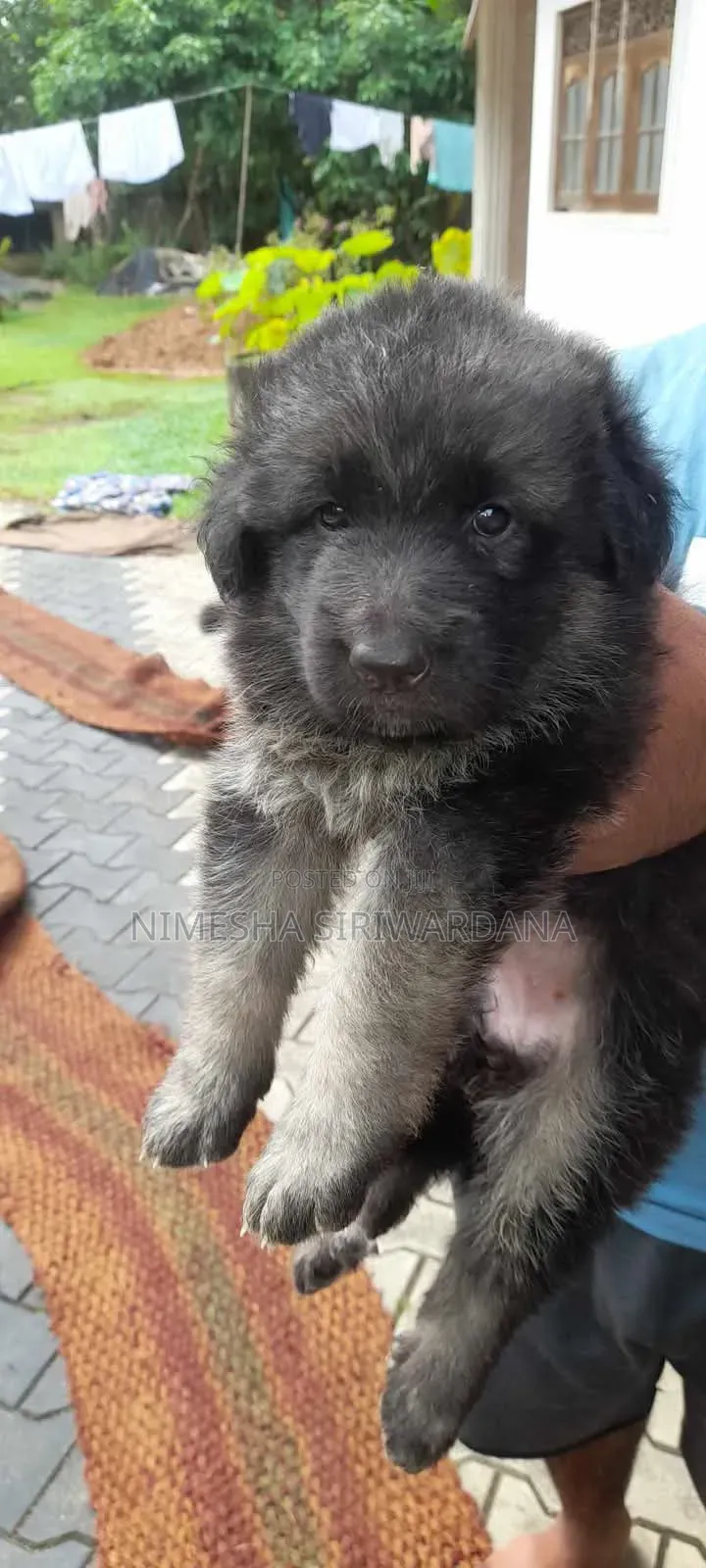 0-1 month Male Purebred German Shepherd