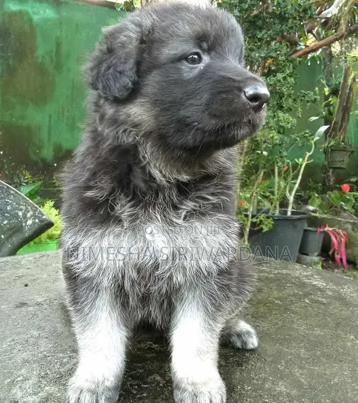 0-1 month Male Purebred German Shepherd