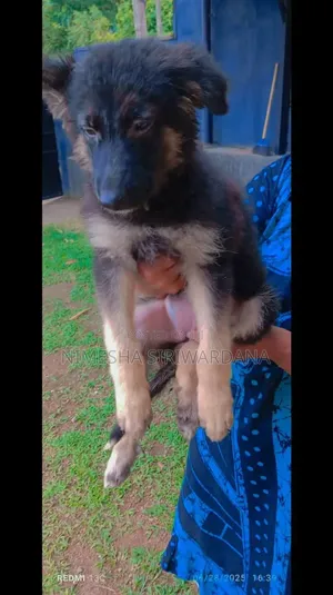 1-3 months Female Purebred German Shepherd
