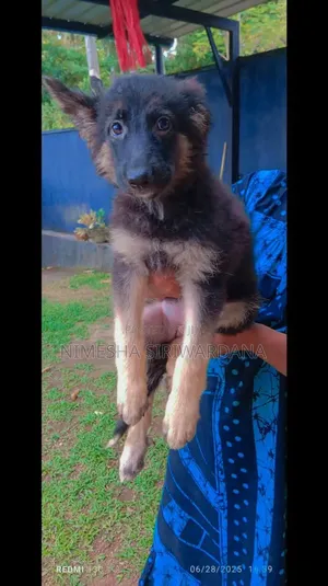 1-3 months Female Purebred German Shepherd