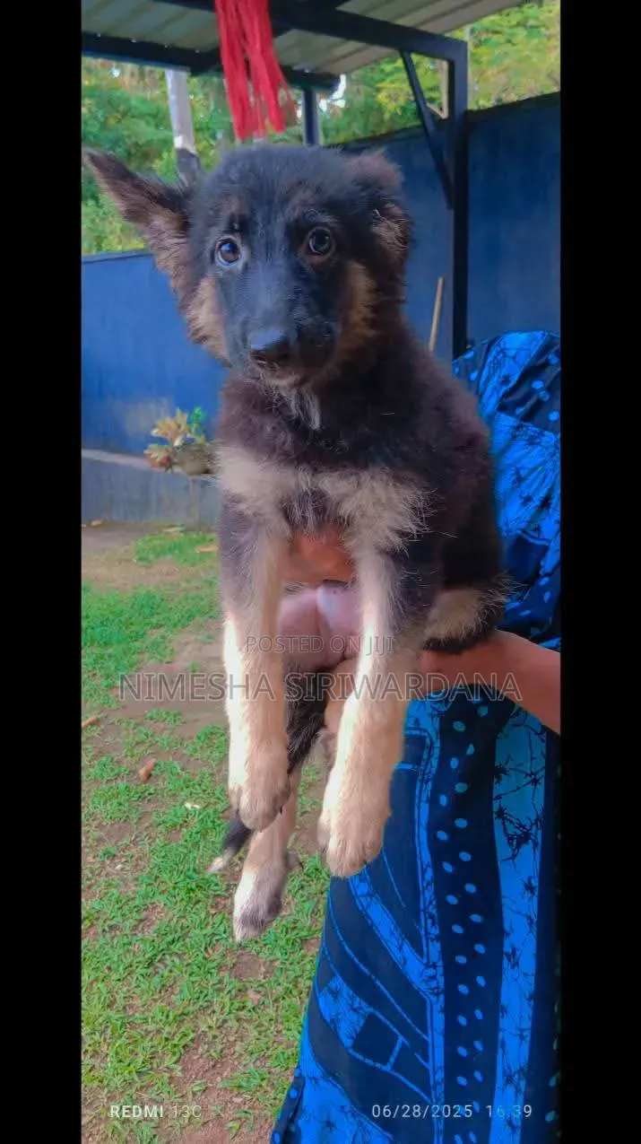 1-3 months Female Purebred German Shepherd