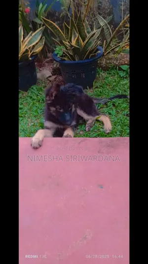 1-3 months Female Purebred German Shepherd
