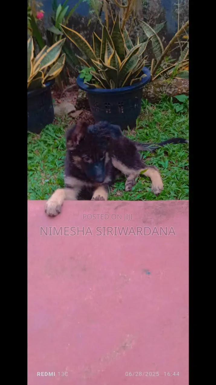 1-3 months Female Purebred German Shepherd