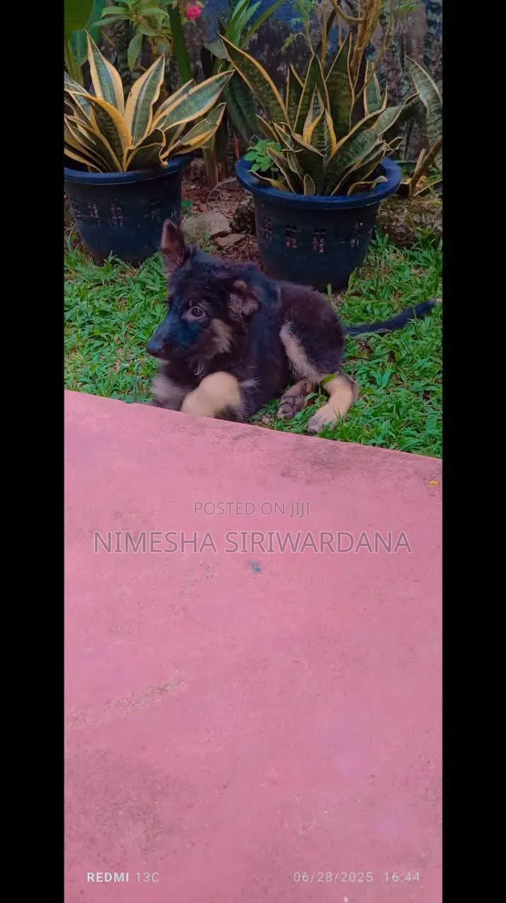 1-3 months Female Purebred German Shepherd