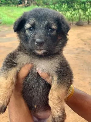 0-1 month Male Purebred German Shepherd