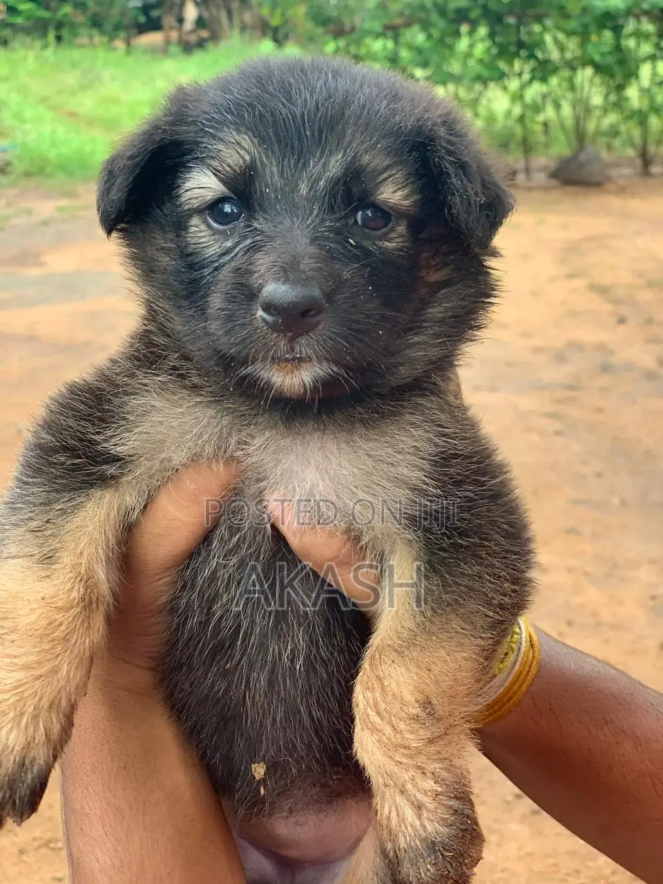 0-1 month Male Purebred German Shepherd