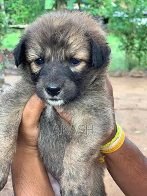 0-1 month Male Purebred German Shepherd
