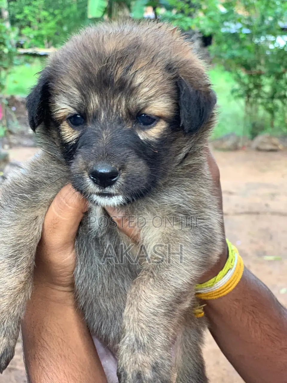 0-1 month Male Purebred German Shepherd