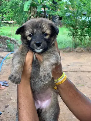 0-1 month Male Purebred German Shepherd