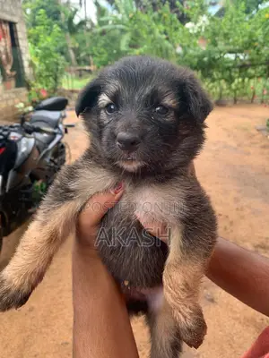 0-1 month Male Purebred German Shepherd