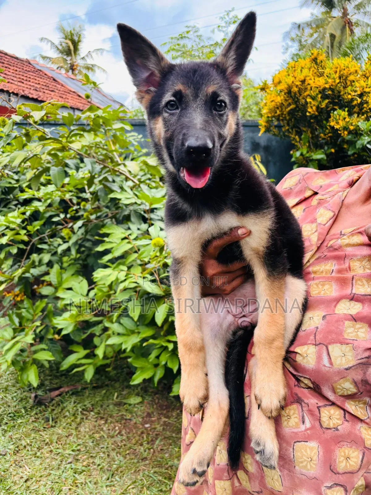 1-3 months Female Purebred German Shepherd