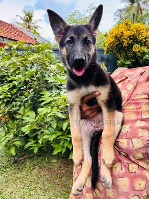 1-3 months Female Purebred German Shepherd