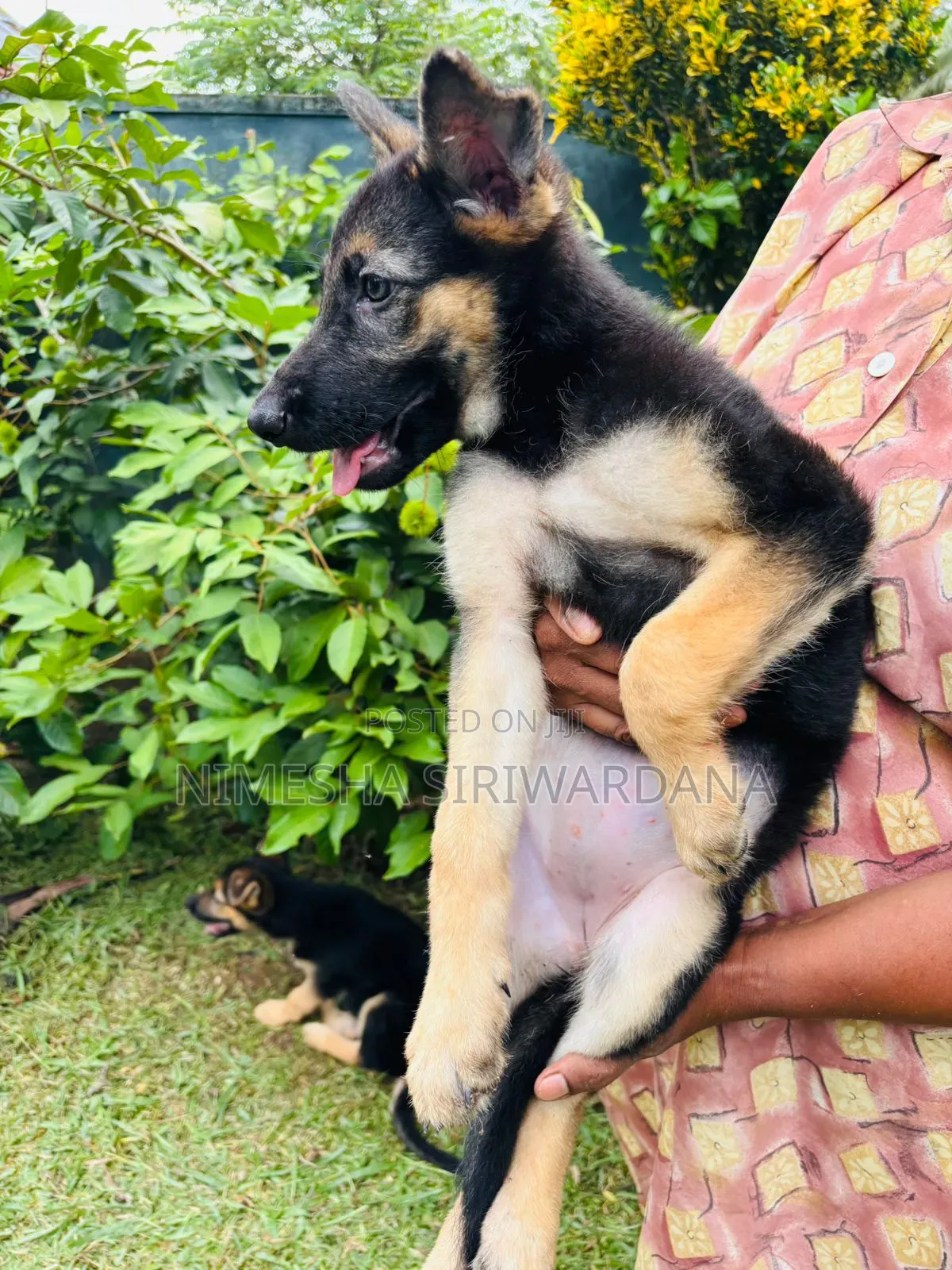 1-3 months Female Purebred German Shepherd