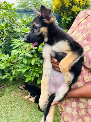 1-3 months Female Purebred German Shepherd