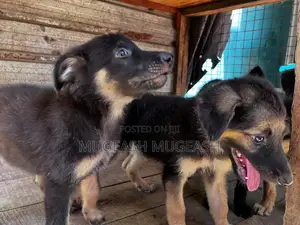 0-1 month Male Purebred German Shepherd
