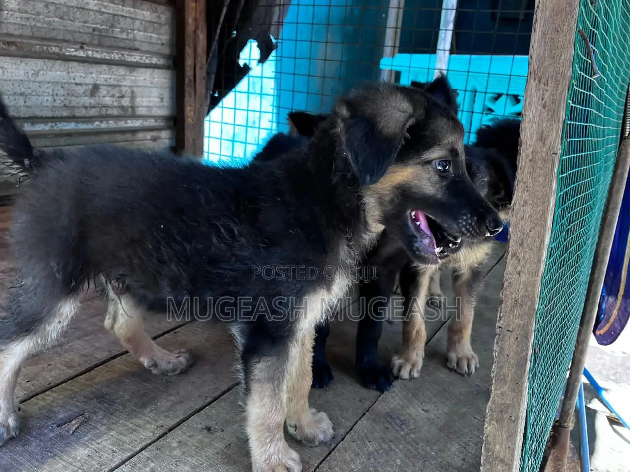 0-1 month Male Purebred German Shepherd