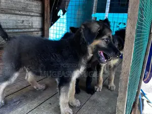 0-1 month Male Purebred German Shepherd