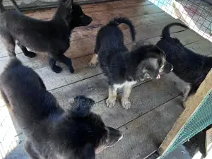 0-1 month Male Purebred German Shepherd