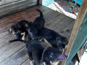0-1 month Male Purebred German Shepherd