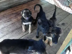 0-1 month Male Purebred German Shepherd