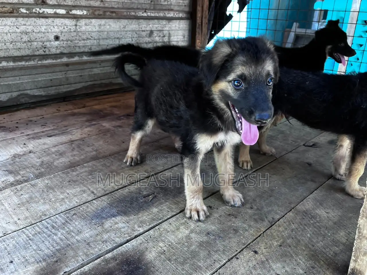 0-1 month Male Purebred German Shepherd