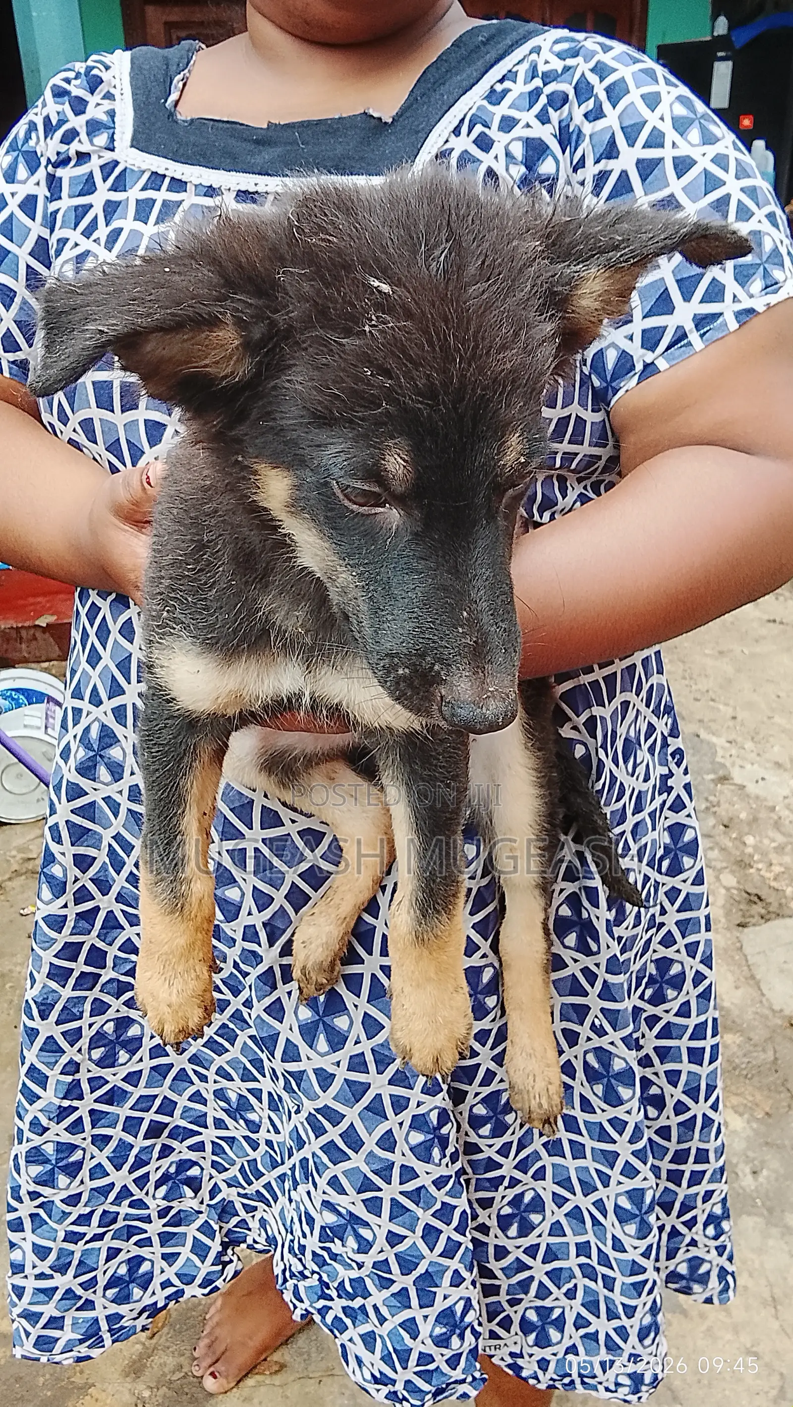 0-1 month Male Purebred German Shepherd